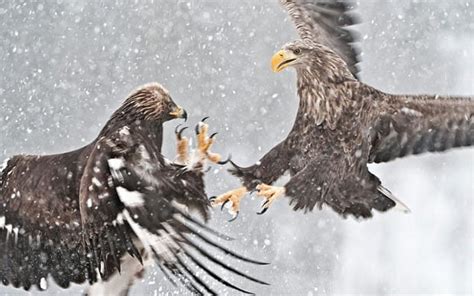 golden eagle vs white tailed eagle